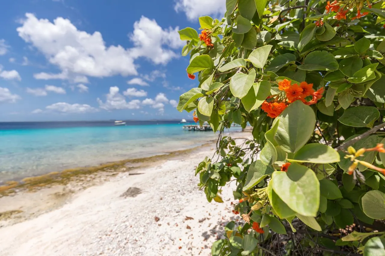 Blachi Koko Apartments Kralendijk   Kralendijk (Bonaire)